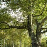 Tree Limb Cabling